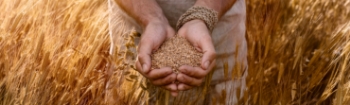 Mit Getreidekörner gefüllte Händes